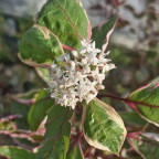 CORNUS alba Miracle 'verpaalen'