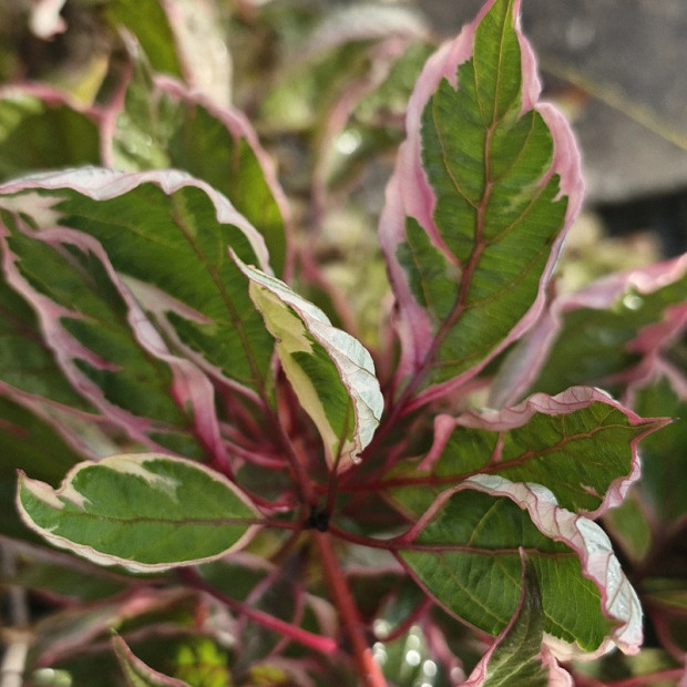 CORNUS alba Miracle 'verpaalen'