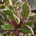 CORNUS alba Miracle 'verpaalen'