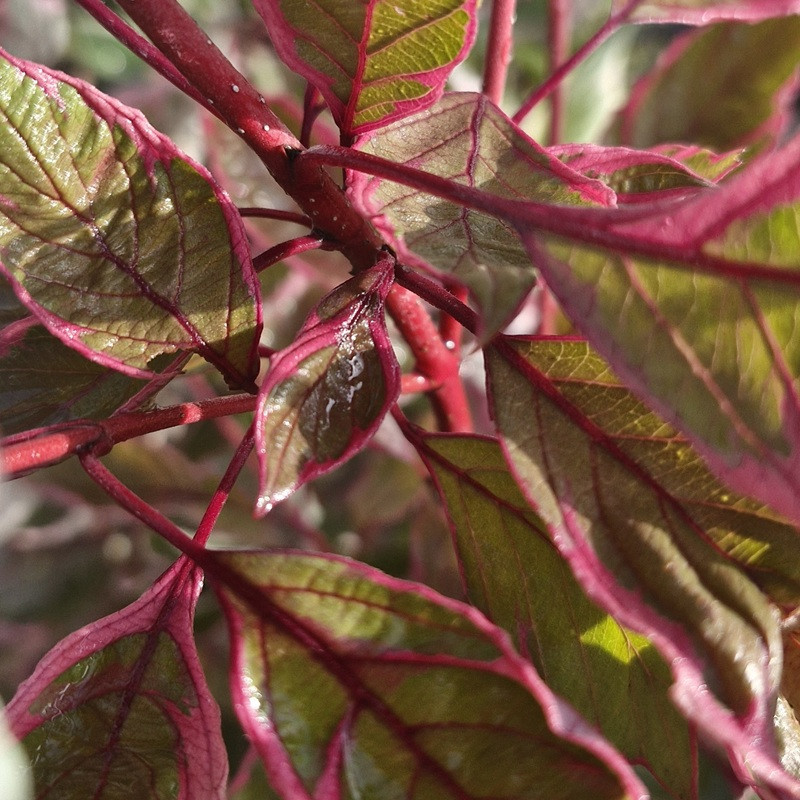 CORNUS alba Miracle 'verpaalen'