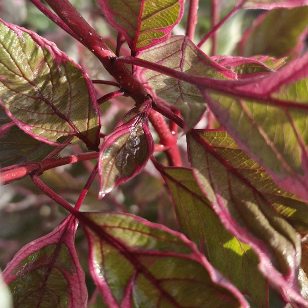 CORNUS alba Miracle 'verpaalen'