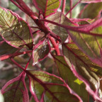 CORNUS alba Miracle 'verpaalen'