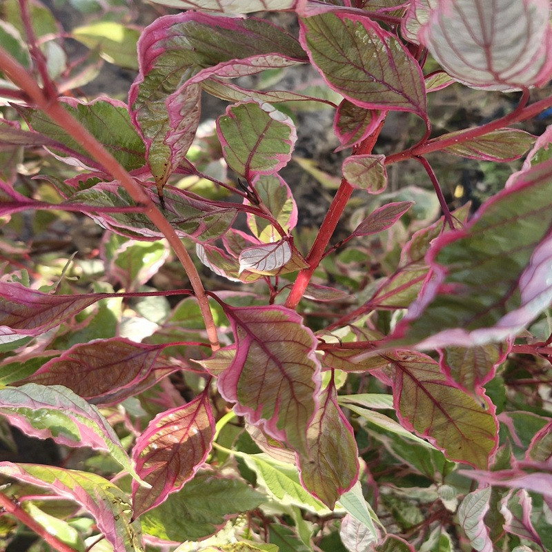 CORNUS alba Miracle 'verpaalen'
