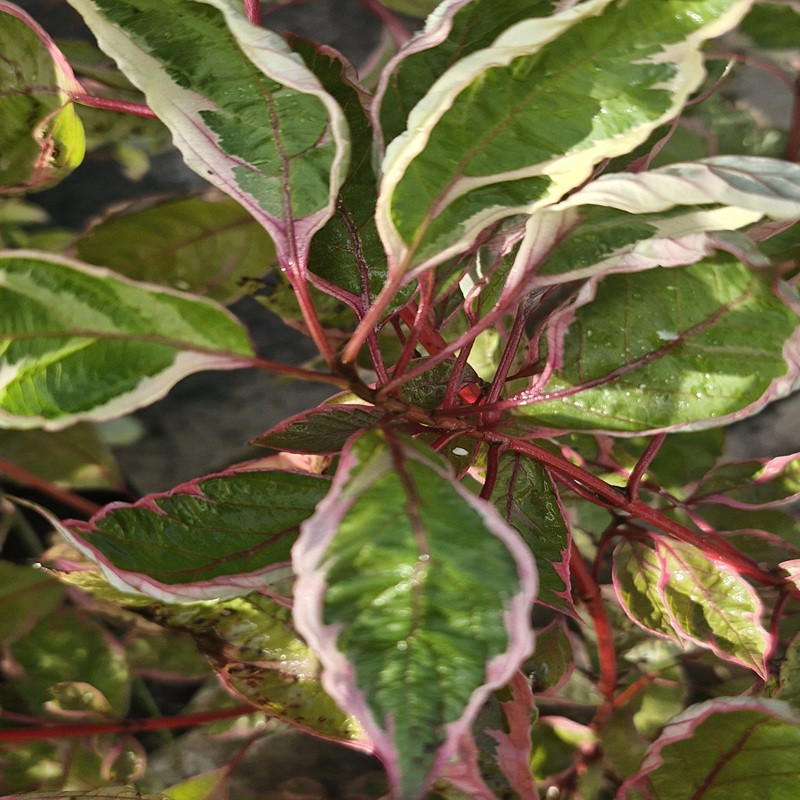 CORNUS alba Miracle 'verpaalen'