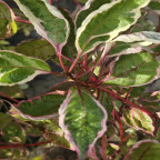 CORNUS alba Miracle 'verpaalen'