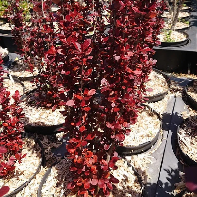 BERBERIS thunbergii Helmond pillar BERBERIS thunbergii Helmond pillar