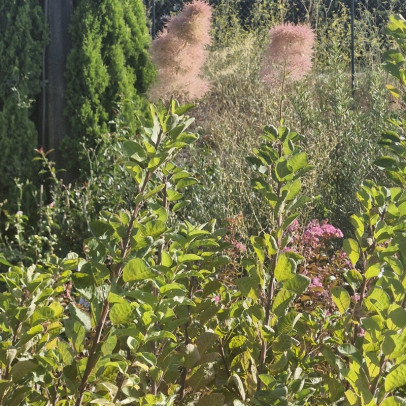 COTINUS coggygria Smokey joe