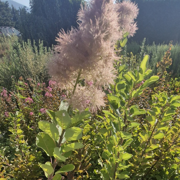 COTINUS coggygria Smokey joe