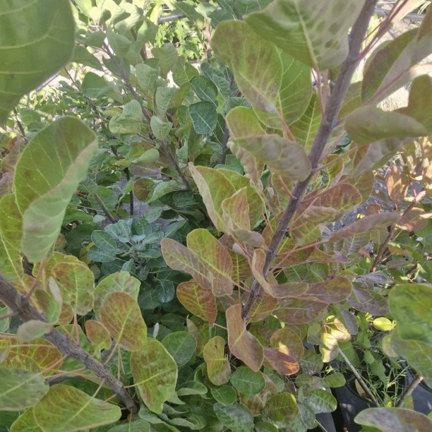 COTINUS coggygria Smokey joe