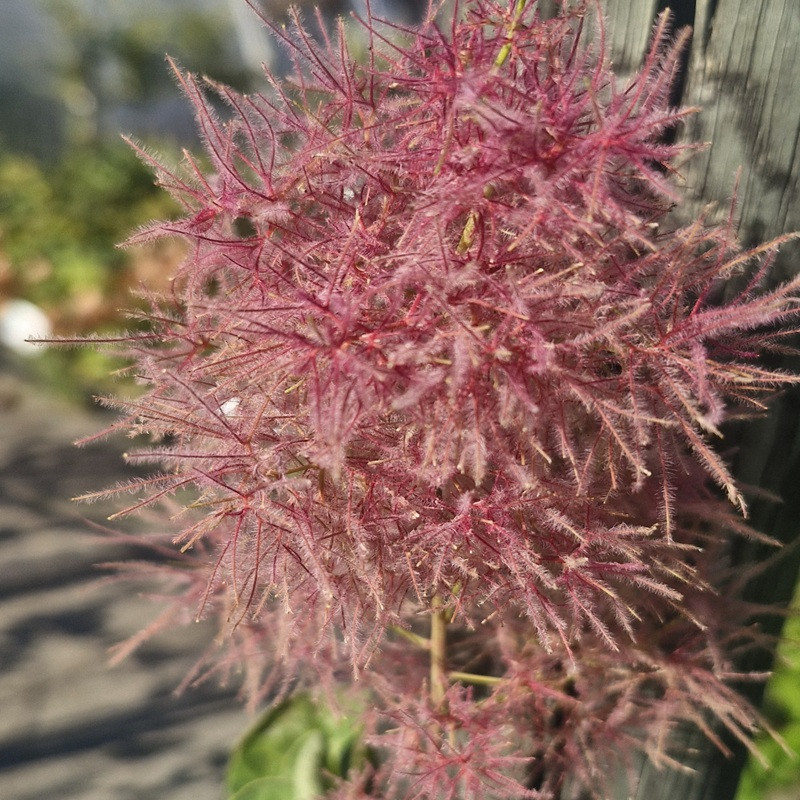 COTINUS coggygria Smokey joe COTINUS coggygria Smokey joe