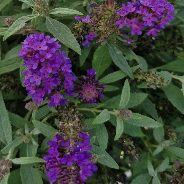 BUDDLEJA davidi Butterfly litlle purple