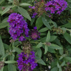 BUDDLEJA davidi Butterfly litlle purple BUDDLEJA davidi Butterfly litlle purple