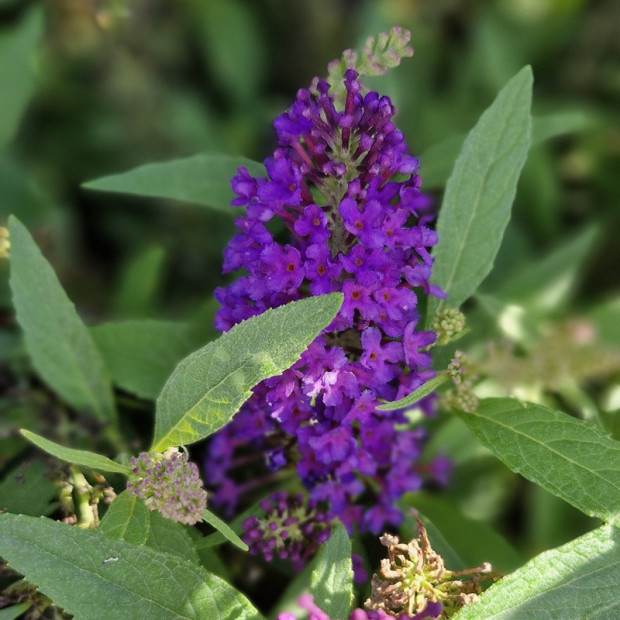 BUDDLEJA davidi Butterfly litlle purple