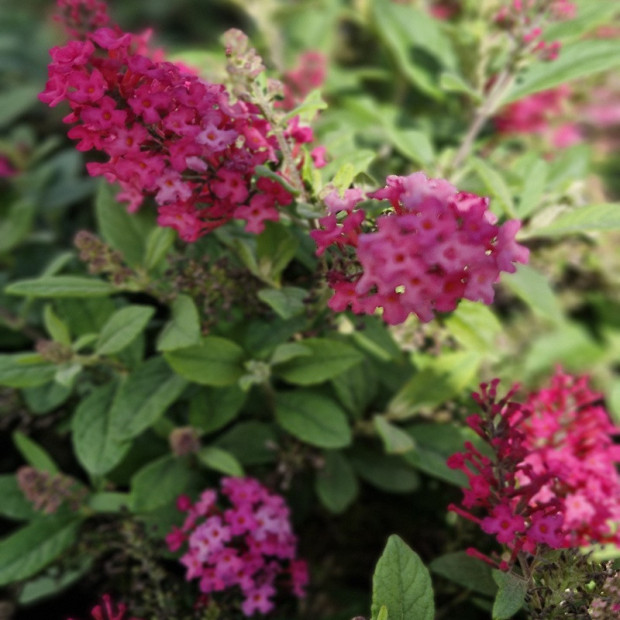 BUDDLEJA davidi Butterfly litlle ruby