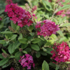 BUDDLEJA davidi Butterfly litlle ruby BUDDLEJA davidi Butterfly litlle ruby