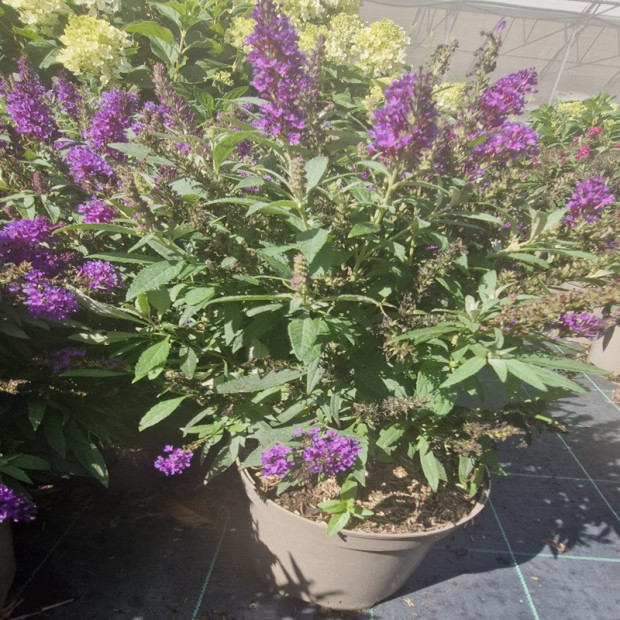 BUDDLEJA davidi Butterfly litlle purple