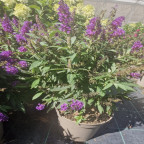 BUDDLEJA davidi Butterfly litlle purple BUDDLEJA davidi Butterfly litlle purple