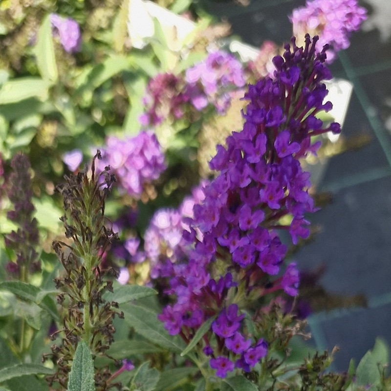 BUDDLEJA davidi Butterfly litlle purple BUDDLEJA davidi Butterfly litlle purple