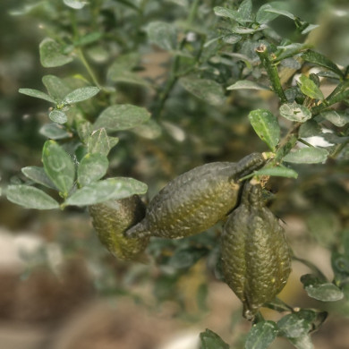 MICROCITRUS australasica Vert  (caviar)