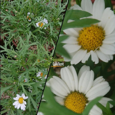 ANTHEMIS  Vari&eacute;s