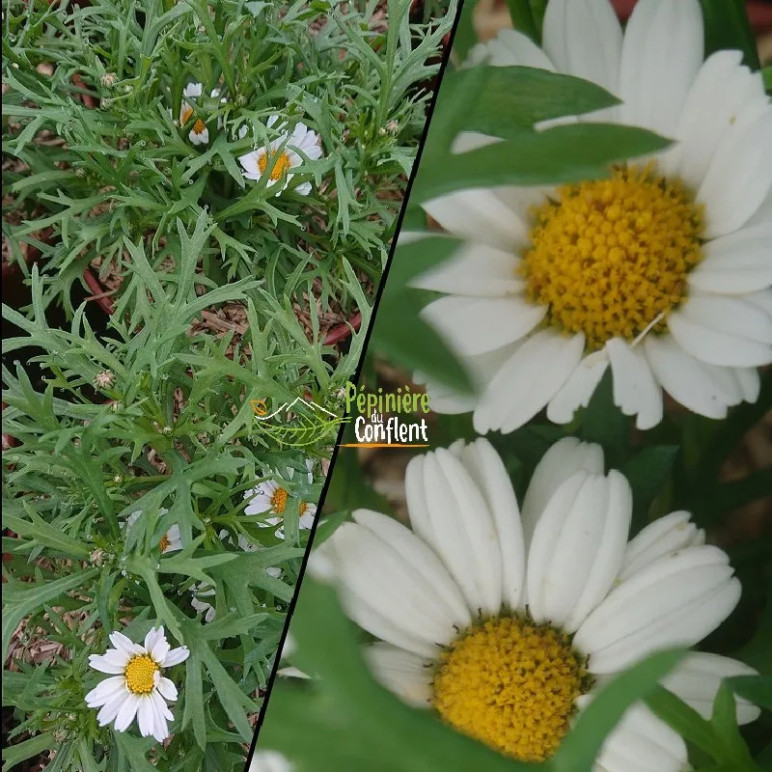 ANTHEMIS  Vari&eacute;s