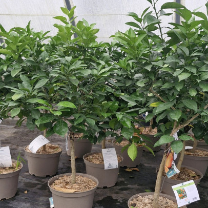 CITRUS sinensis Naveline (oranger)