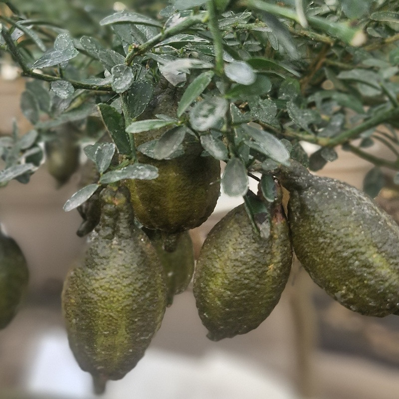 MICROCITRUS australasica Jaune (caviar) MICROCITRUS australasica Jaune (caviar)