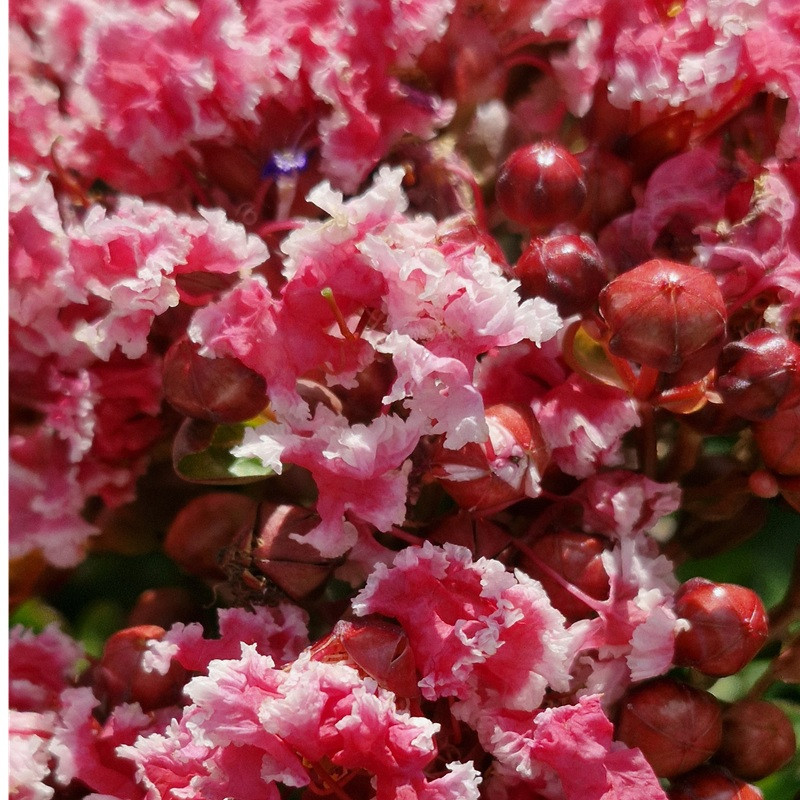 LAGERSTROEMIA indica Berlingot menthe