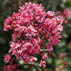 LAGERSTROEMIA indica Berlingot menthe
