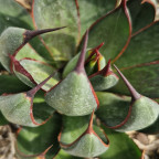 AGAVE x Prayung hands (mangave)