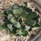 AGAVE x Prayung hands (mangave)