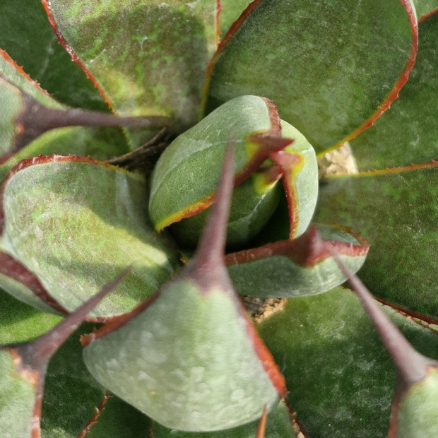 AGAVE x Prayung hands (mangave)