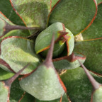 AGAVE x Prayung hands (mangave)