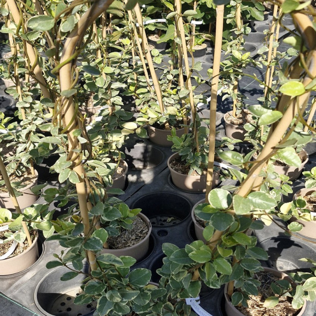 TRACHELOSPERMUM jasminoides Variegata