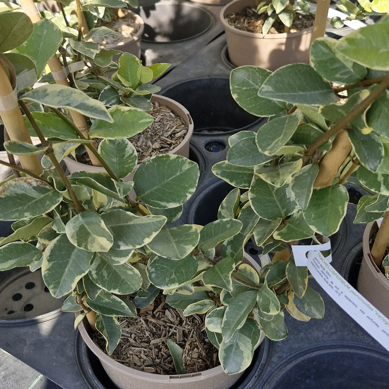 TRACHELOSPERMUM jasminoides Variegata