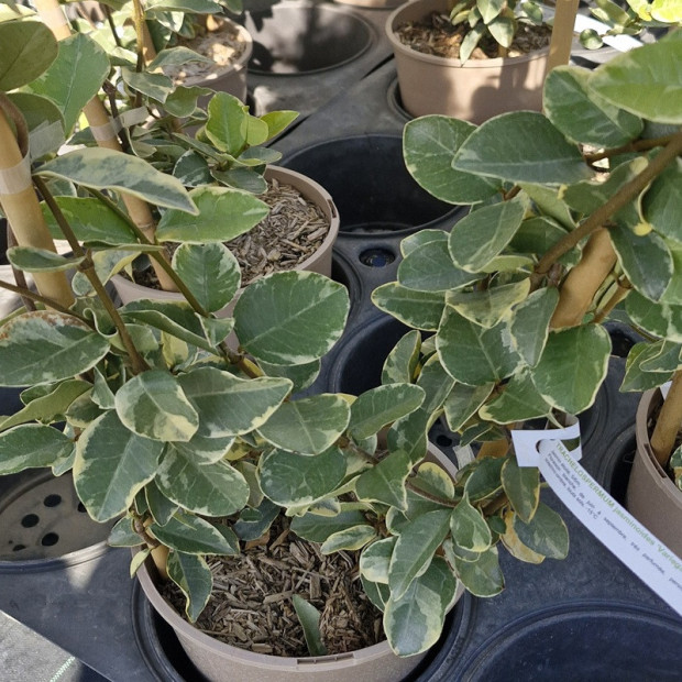 TRACHELOSPERMUM jasminoides Variegata