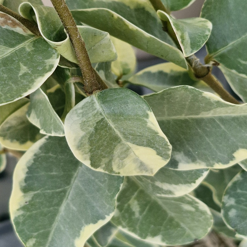 TRACHELOSPERMUM jasminoides Variegata