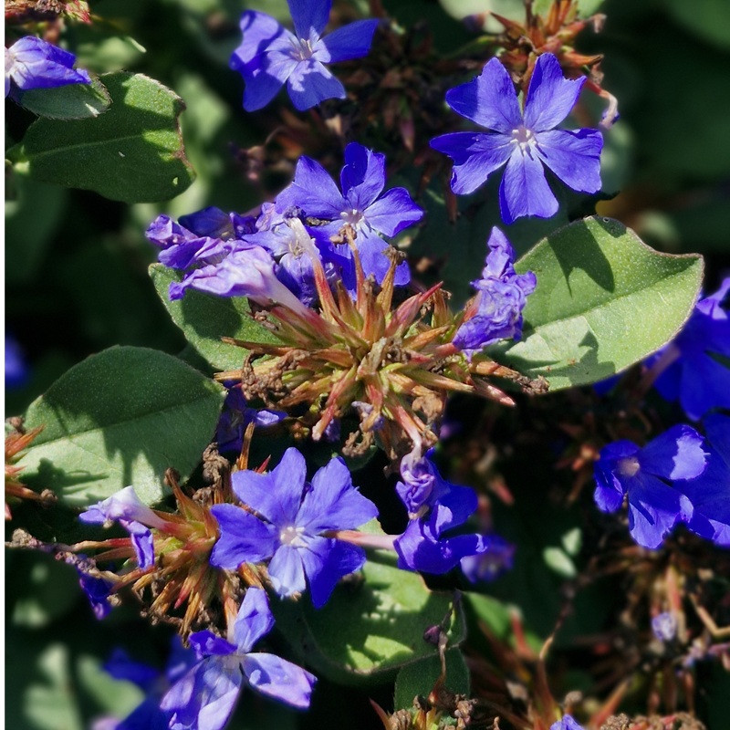 CERATOSTIGMA plumbaginoides CERATOSTIGMA plumbaginoides