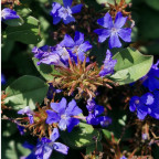 CERATOSTIGMA plumbaginoides CERATOSTIGMA plumbaginoides
