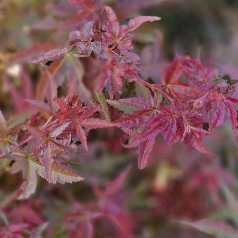 ACER palmatum Deshojo ACER palmatum Deshojo