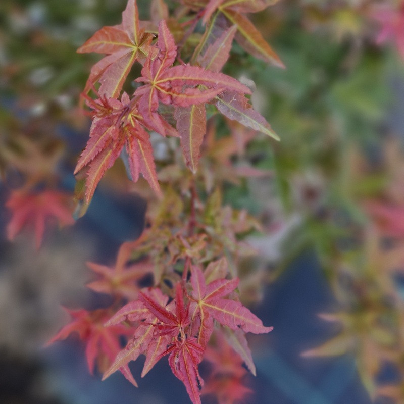 ACER palmatum Deshojo ACER palmatum Deshojo