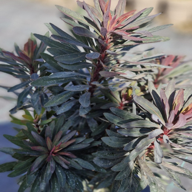 EUPHORBIA x Blackbird nothowlee
