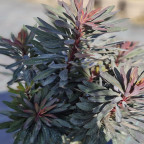 EUPHORBIA x Blackbird nothowlee EUPHORBIA x Blackbird nothowlee