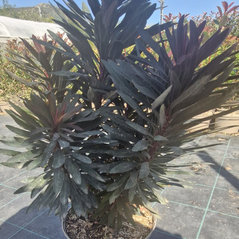 EUPHORBIA x Blackbird nothowlee EUPHORBIA x Blackbird nothowlee