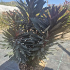 EUPHORBIA x Blackbird nothowlee EUPHORBIA x Blackbird nothowlee