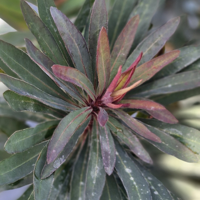 EUPHORBIA x Blackbird nothowlee EUPHORBIA x Blackbird nothowlee
