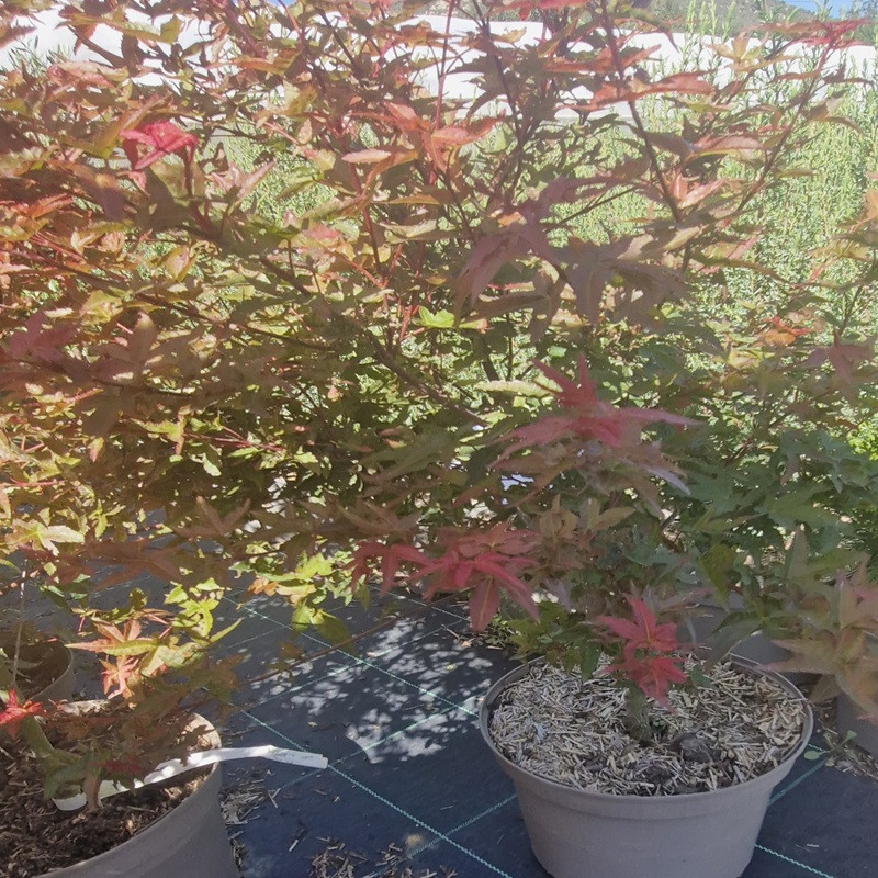 ACER palmatum Deshojo ACER palmatum Deshojo