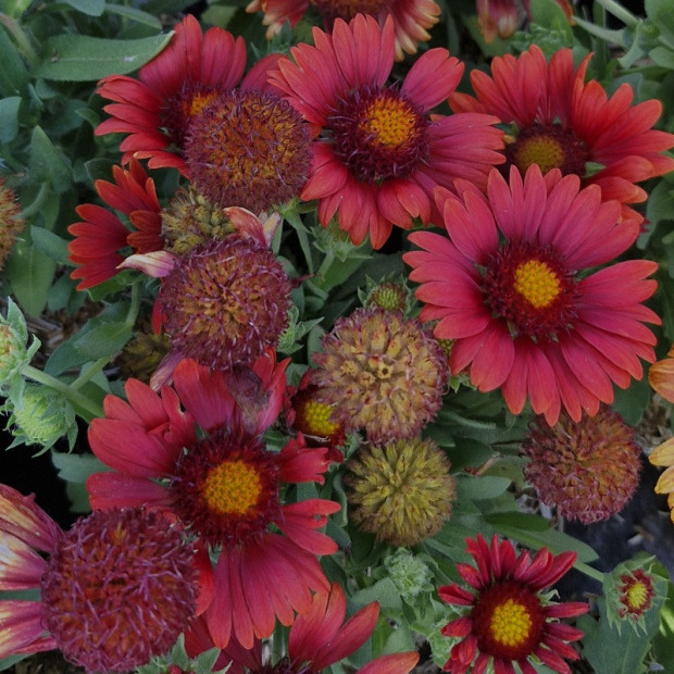 GAILLARDIA x grandiflora Red shades