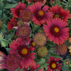 GAILLARDIA x grandiflora Red shades GAILLARDIA x grandiflora Red shades