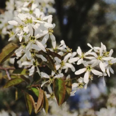 AMELANCHIER canadensis